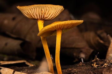Yellow tree fungi forest macro photo 
