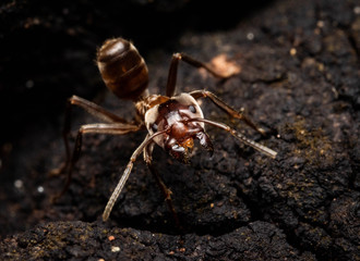 Azteca ant jaw angry in the woods