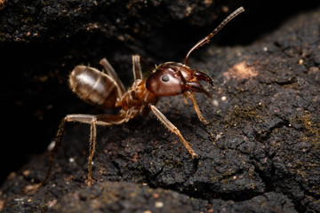 Azteca ant jaw angry in the woods