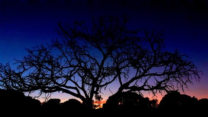 silhouette of a tree