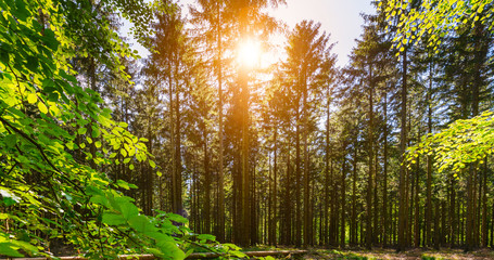 Silent Forest in spring on a sunny day with beautiful bright sun rays