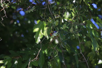 Passion flowers in Spring