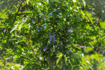Passion flowers in Spring