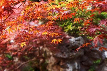 Red leaves of japanese maple. Panoramic Japanese landscape. Natural autumn background. Bright maple tree. Free space for text.