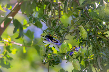 Passion flowers in Spring