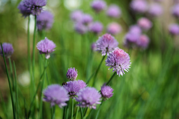 decorative flowering onions in the garden