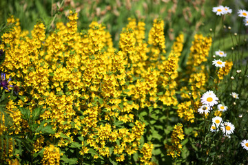 yellow loosestrife is a perennial flower in the garden
