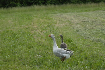 family of wild geese walking on grass