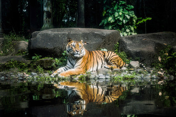 reflection of tiger