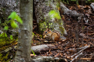 Chipmunk in the forest