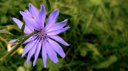 violet flower in the garden