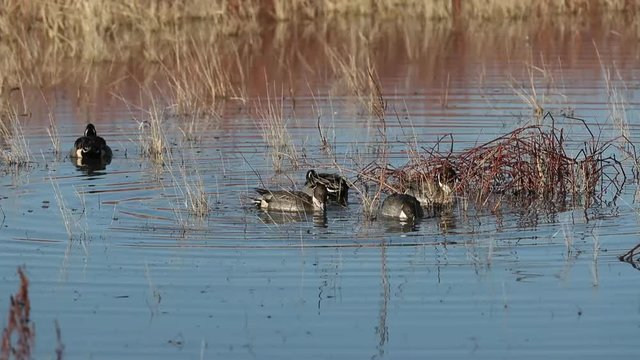 Pintail ducks feeding on the water