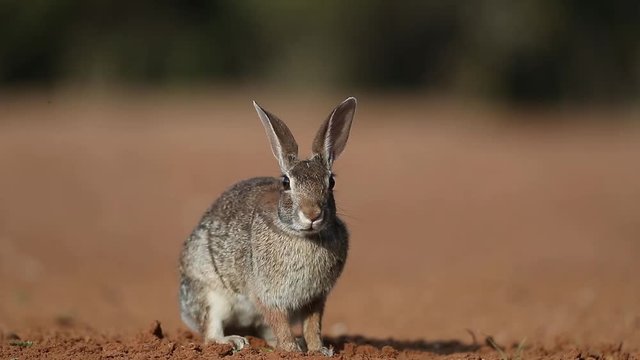 Eastern Cottontail Rabbit near pong in Texas