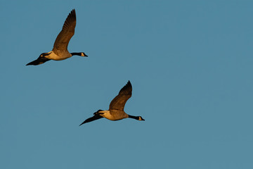 Canada Geese in Flight at Sunset