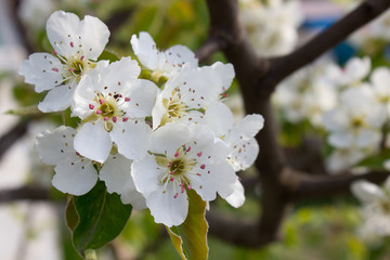 Beautiful pear tree branch with white blooming flowers close up, floral postcard, spring sunny day image, european garden in the morning, photo for printing on calendar,cover,wallpaper