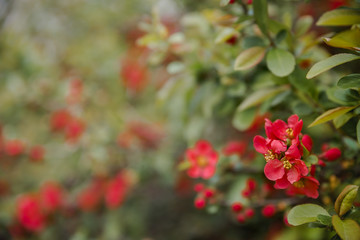 red and green Beautiful pink flowers grow on a quince bush wild apple background portrait screensaver.
