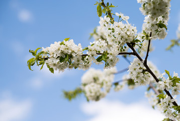 Flowering cherry tree branches on the background of the blue sky. Cherry tree bloom in the garden. Natural spring flowers background