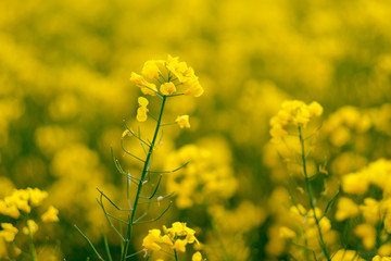 Fototapeta premium Yellow flowers of blooming rapeseed on the field in Germany.