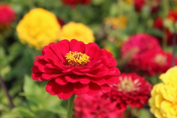 Beautiful flowers in South dakota state, USA