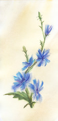 Fototapeta na wymiar Watercolor botanical sketch. Sprig of chicory flower isolated on beige background. Bright wild flower with blue petals on thin stem with many buds. Hand drawn summer illustration of meadow flora