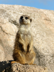 Fototapeta premium Suricata mirando al horizonte