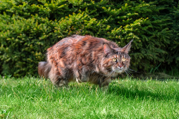 Naklejka na ściany i meble Hunting cat Maine coon is sneaking up to catch his prey, running in nature on green grass 
