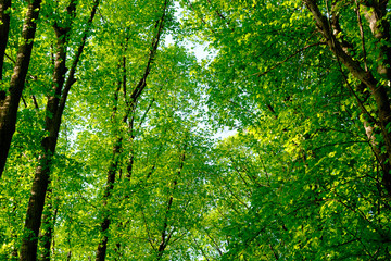 Fototapeta na wymiar Beautiful forest with spring fresh green foliage.