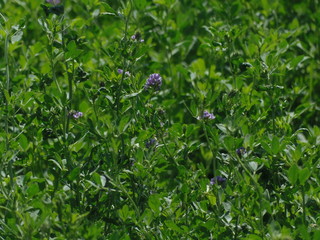 Flores violetas con fondo verde