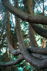 Beautiful textured interlaced tree trunks in the forest.