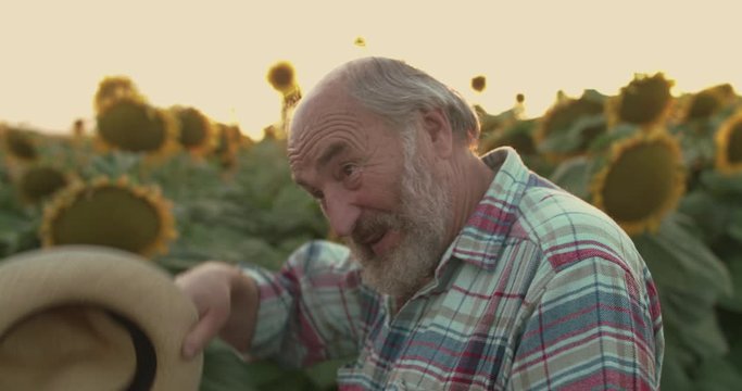 Senior farmer takes off hat, wipes forehead, looking and smiling on sunflowers