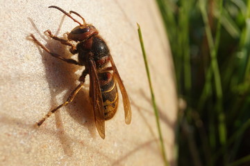 Hornisse die sich in der Sonne wärmt