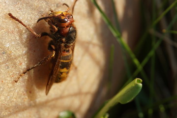 Hornisse die sich in der Sonne wärmt