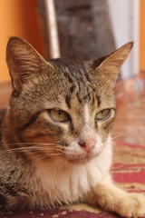 portrait of green eyes funny cat.