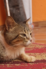 portrait of green eyes funny cat.