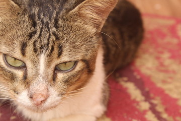 portrait of green eyes funny cat.