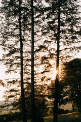 Landscape with forest and rising sun behind the tree trunks.