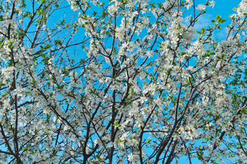 spring blooming cherry tree on a background of blue sky