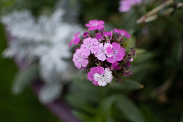 Pink and white flowers with a green background