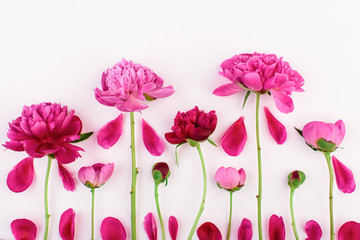 Creative arrangement of flowers of peony on white background. Flat lay. Flowers composition.