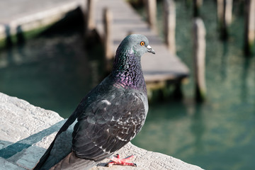 pigeon resting on the rialto bridge