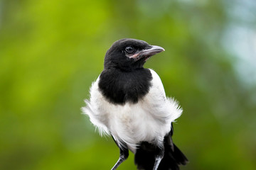 A young magpie bird looking at the world
