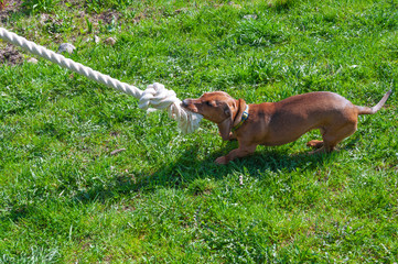 Dog plays with a rope on a green lawn in the garden