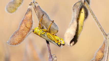 Grasshopper Hanging onto Soybean Pod
