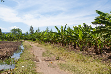 Banana plantation near Lake Manyara, Tanzania, Africa