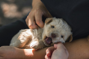 Little playful beige puppy in the hands. Trying to bite a finger.