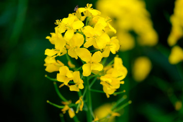 Yellow flower of blooming rapeseed on the field in Germany.