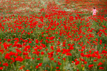 A little girl in the poppy field