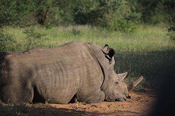 Rhino 3