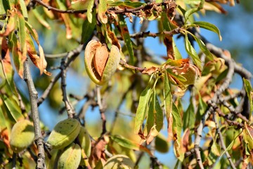 almendra saliendo de su funda en un almendro en septiembre