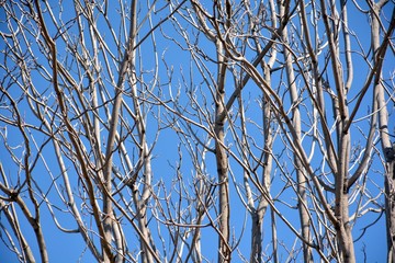 Ramas de árboles sin hojas en invierno con el cielo azul como fondo